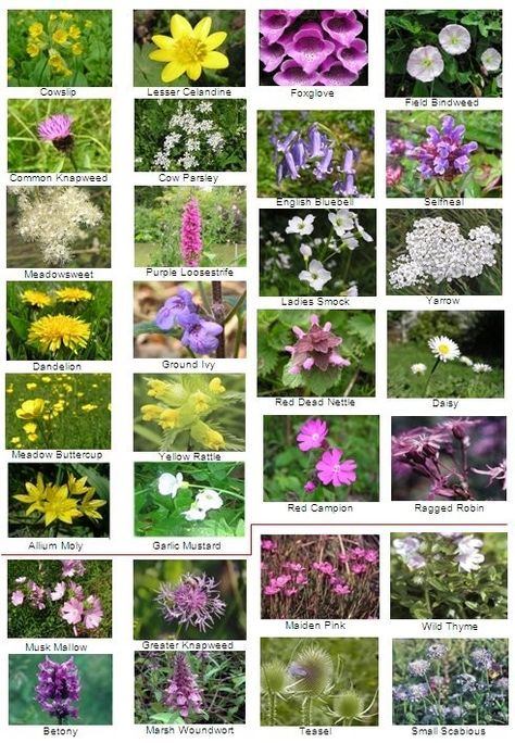 Indian Wild Flowers, Native British Plants, Uk Native Plants, Scottish Wild Flowers, English Wild Flowers, Ohio Wildflowers, Wildflower Fabric, Wild Flowers Uk, Uk Plants