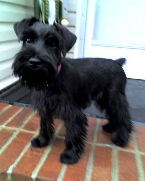 Schnauzer Haircuts, Black Mini Schnauzer, Schnauzer Cut, Black Schnauzer, Schnauzer Grooming, Schnauzer Mix, Mini Schnauzer Puppies, Standard Schnauzer, Puppy Cut