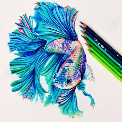 Beta Fish by Sallyann Animals Drawing, Color Pencil Sketch, Pencil Drawings Of Animals, Prismacolor Art, Colored Pencil Artwork, Fish Drawings, Pencil Art Drawings, Coloured Pencils, Color Pencil Art