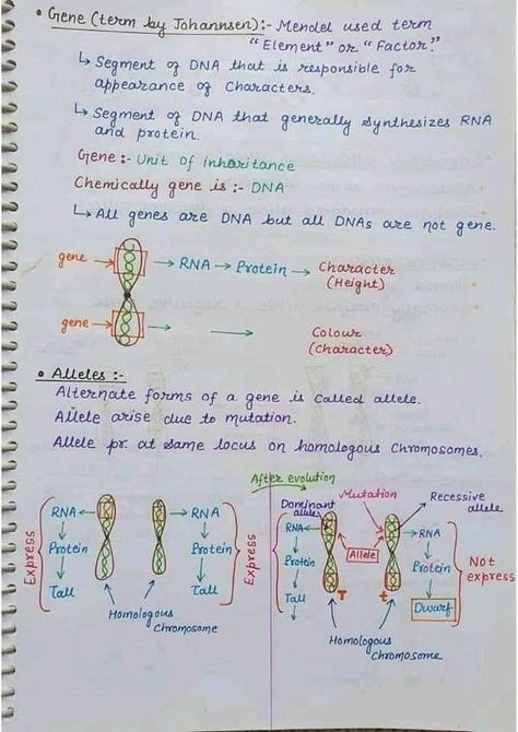 Chromosome and genetics biology Hand written Notes by best chemistry teacher Sir Asadullah Mastoi Science Tricks Student, Genetics And Inheritance Notes, Genetics Notes Biology Class 12, Chromosomes Notes, Genetics Notes Biology, Biology Tricks, Dna Notes, Biotechnology Notes, Genetics Notes