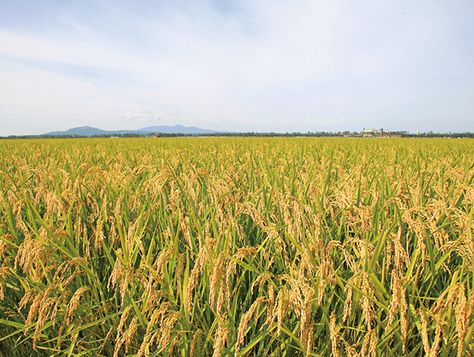 Rice ears of the Shonai Plain Different Types Of Rice, Japanese Supermarket, Types Of Rice, Agriculture Design, Holly Bible, Golden Rice, Rice Plant, Khmer New Year, Japan Autumn