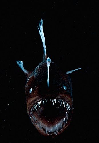 Deep Sea Anglerfish: A fleshy growth, or lure, projects from this fish's head and attracts prey. When touched, it triggers the anglerfish's teeth to attack. Deep Sea Life, Creature Marine, Fauna Marina, Deep Sea Creatures, Angler Fish, Underwater Creatures, Underwater Life, Sharp Teeth, Deep Sea Fishing