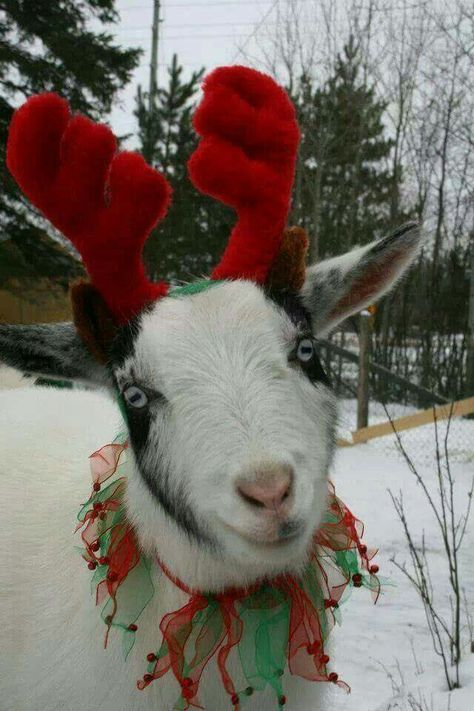 @klmy Christmas Animals Funny, Funny Christmas Animals, Merry Christmas Animals, Mk Outfits, Christmas Goats, G.o.a.t Wallpaper, Christmas Goat, Goat Christmas, Christmas Critters