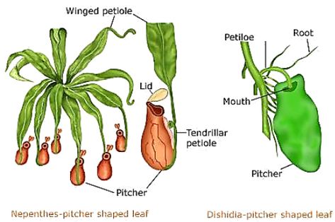 Revision Notes for Science Chapter 1 - Nutrition in Plants (Class 7th) | askIITians Class 7 Science Notes, Notes For Science, Nutrition In Plants, Insectivorous Plant, Cell Organelles, Plant Notes, Chemical Energy, Digestive Juice, Nutrition Science