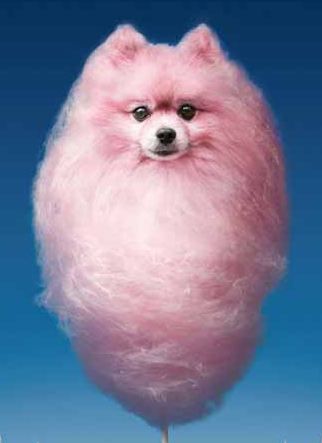 Pomeranian-Cotton Candy Baby Pomeranian, Publicidad Creativa, Plakat Design, Candy Floss, Dog Shampoo, Arte Inspo, Pink Dog, Print Advertising, Ads Creative