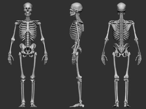 ArtStation - Human Skeleton Male, Joe Zheng Drawing Male Anatomy, Full Skeleton, Character Anatomy, Skeleton Body, Skeleton Anatomy, Human Skeleton, Body Sketches, Human Anatomy And Physiology, Drawing Exercises