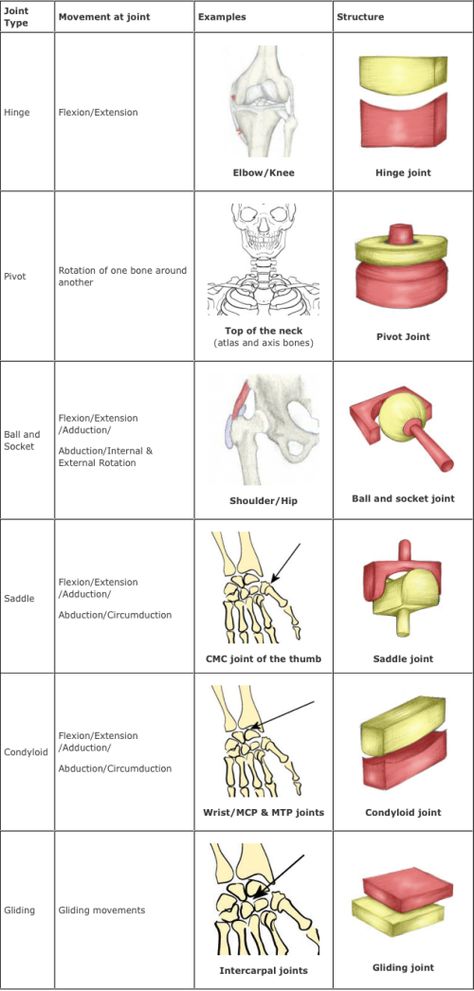 joints. - Infogram, charts & infographics Pivot Joints Anatomy, Joints And Ligaments Anatomy, Types Of Joints Anatomy, Joints Of The Skeletal System, Synovial Joints Anatomy, Human Joints, Joints Anatomy, Anatomy Education, Human Skeletal System