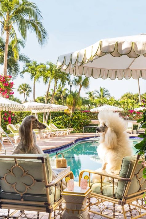 Soak up the sunshine and accessorize to perfection in THE BERNESE MOUNTAIN DOG, THE COLONY HOTEL from Gray’s playful series, Dogs of Palm Beach. Luxury Pet Hotel, Dog Vacation, 2024 Illustration, Patio Paradise, Dog Luxury, Colony Hotel, Miami Hotel, Aesthetic Covers, Dj Club