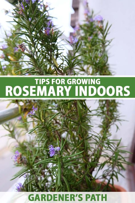 Grow Rosemary Indoors, Rosemary Growing, Rosemary Plant Care, Idaho Garden, Growing Rosemary Indoors, How To Grow Rosemary, Grow Rosemary, Growing Herbs Indoors, Rosemary Herb