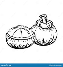 Line Drawing of Mangosteen -Simple Line Vector Stock Vector - Illustration of cartoon, nature: 95206674 Mangosteen Drawing, Cartoon Nature, White Cartoon, Line Vector, Black And White Cartoon, Vector Drawing, Vector Hand, Vector Stock, Simple Lines