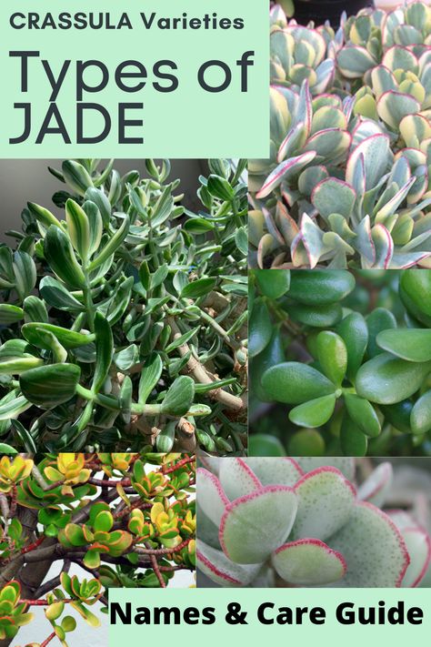 The Jade plant is a very popular houseplant because it is super easy to care for. Perfect for beginners or the forgetful gardener. They thrive in most indoor environments, making their lush green leaves a great addition to any home or office. Jade plants are a species of succulent plants in the genus Crassula (pronounced KRASS-oo-luh or KRASS-uh-luh) and family Crassulaceae (pronounced Krass-yoo-lace-ee). Jade Plant Flower, Jade Succulent Plant Care, Types Of Jade Plant, Jade Plants Varieties, Crassula Succulent Types, Plant Identification Chart, Houseplant Tips, Jade Plant Care, Jade Succulent