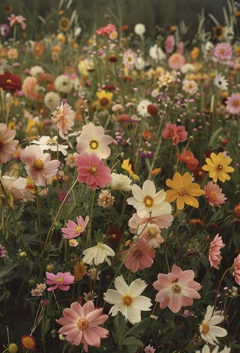 Wild Flower Types, Flowerbed Aesthetic, Floral Garden Aesthetic, New England Wildflowers, Wild Flower Fields, Wildflower Patch In Yard, Daisy's Aesthetic, Flower Picking Aesthetic, Wild Flower Party