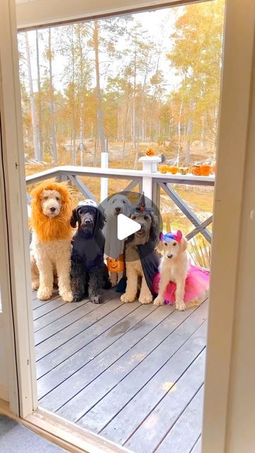 Fabulous Doodles (Oona Roswald) on Instagram: "Magical visitors at the Fairytale Cottage ✨ #trickortreat
.
.
They got ALL the treats 🧁🍭🍰
.
.
.
Can you guess who is wearing what costume? 🦄🧙🏼‍♀️👻💀🦁
.
And don’t worry, we’ve got a special something planned for you all this Halloween 🎃 But for now it’s just been so busy with some very exciting news (!) so a little behind on this years trick or treating 👻🍭 But we do have 14 different costumes (or actually we have 18 if you count the 2 cats and both Dogmom and Dogdad are joining in this year 🧡). So hang in there! Love you all Xx 😘 
.
#halloween 
.
.
.
.
.
.
.
.
.
.
.
.
#spookyseason #instagram #doggo #dogsofinstagram #trickortreat #tbt #weekend #labradoodle #ilovemydog #dog #puppy #puppylove #dogs #goldendoodle #goldenretriever #gol Fairytale Cottage, 2 Cats, Hang In There, So Busy, Trick Or Treating, Guess Who, Labradoodle, Exciting News, Goldendoodle