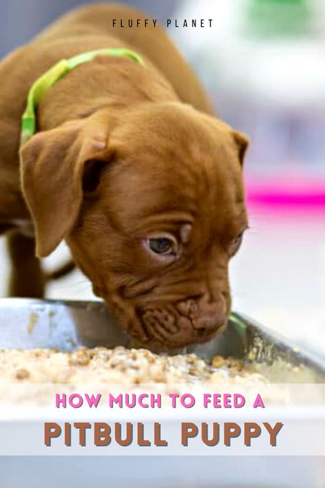 How Much To Feed A Pitbull Puppy Pitbull Food, Pitbull Bloodlines, Pitbull Puppies Training, Pitbull Mix Puppies, Puppy Needs, Pit Puppies, Best Puppy Food, Pit Bull Puppies, Cat Ownership