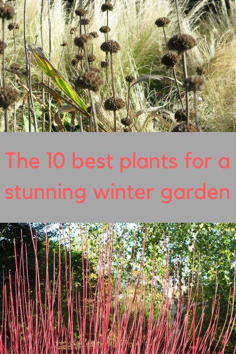 10 creative ways to improve your winter garden Zuppa Toscana Soup Olive Garden, Winter Planting, French Country Garden, Fall Vegetables, Survival Gardening, Winter Vegetables, Winter Plants, Best Plants, Garden Guide