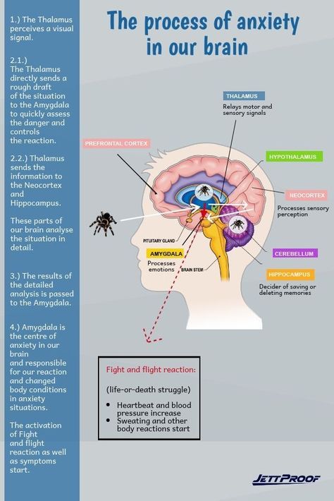 Brain Anatomy And Function, Psychology Notes, Brain Facts, Brain Anatomy, Brain Chemistry, Medical Knowledge, Mental And Emotional Health, Psychology Facts, Health Facts