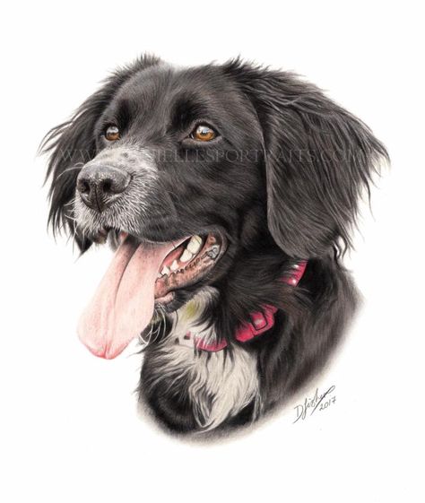 Dog Portrait Drawing, Pet Paintings, Watercolor Paintings Of Animals, Spaniel Art, Lion Artwork, Wildlife Artists, Sporting Dogs, Dog Illustration, Realistic Art