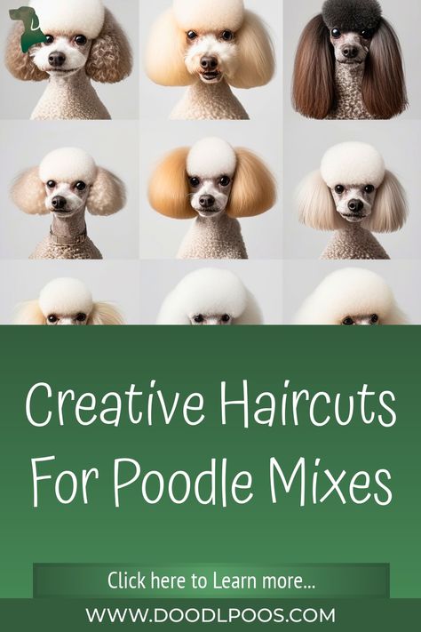 Creative Haircuts for Poodle Mixes White Toy Poodle Haircut Styles, Toy Poodle Short Haircut, White Poodle Haircut Styles, Cute Poodle Haircut, Poodle Mix Haircut Styles, Poochon Dog Grooming Styles, Poodle Face Grooming, Short Poodle Haircut, Mini Poodle Haircut Styles