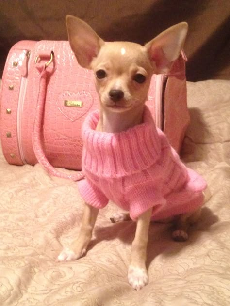 Pink Chihuahua Aesthetic, Boujee Chihuahua, Pink Dog Clothes, Y2k Chihuahua, Chihuahua Outfits, Dogs Samoyed, Saluki Puppy, Pink Chihuahua, Dogs Tattoo Ideas