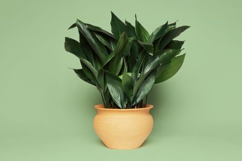 The Ultimate Guide to Caring for a Cast Iron Plant Cast Iron Plant, Black Thumb, Iron Plant, Garden Types, Evergreen Plants, Big Garden, Air Purifying Plants, Garden Nursery, Liquid Fertilizer