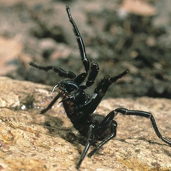 Sydney Funnelweb Spider Australia. Spider with attitude and very toxic. Sydney Funnel Web Spider, Poisonous Insects, Beautiful Spiders, Funnel Web Spider, Arachnids Spiders, Spiders And Snakes, Spider Venom, Spider Species, Interesting Creatures