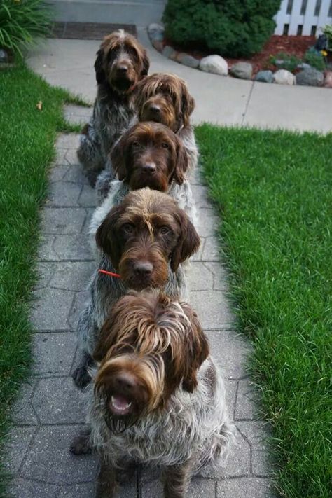 Wirehaired Pointing Griffon, Pointing Griffon, Petit Basset Griffon Vendeen, Dog Breeds Pictures, Griffon Dog, Psy I Szczenięta, Fox Terriers, Dog Facts, Bird Dogs