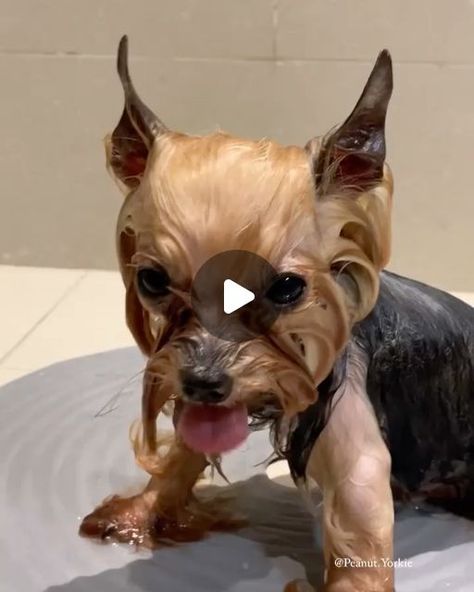 yorkiequickly on Instagram: "Bath time 😌 🛁 - 📸 Via @peanut.yorkie @yorkshiremodel • (Dm for credit or removal / All rights® are reserved & belong to their respective owners) • ✔𝓣𝓸 𝓸𝓻𝓭𝓮𝓻 𝓸𝓻 𝓼𝓮𝓮 𝓶𝓸𝓻𝓮 𝓹𝓻𝓸𝓭𝓾𝓬𝓽𝓼,👉𝓒𝓱𝓮𝓬𝓴 𝓽𝓱𝓮 𝓛𝓘𝓝𝓚 𝓘𝓝 𝓞𝓤𝓡 𝓑𝓘𝓞👆 • • • • #yorkiesofig#yorkshireterriers#ilovemyyorkie#yorkienation#yorkiegram101#yorkielover#teacupyorkie#yorkiemix#yorkshire_terrier#yorkiefamous#yorkiemom#yorkshirelovers#yorkiegirl#yorkiemodel#yorkie_town#yorkiedog#yorkie_styles#yorkieshire#toyyorkie#instayorkies#yorkiefamily#yorkiepoodle#yorkiepom#yorkiestar#yorkies_forever_#yorkies_corner" Yorkie Terrier, Bath Time, Yorkshire Terrier, Yorkie, Yorkshire, On Instagram, Instagram