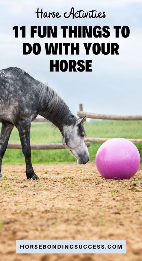 Horse Activities - 11 Fun Things To Do With Your Horse Equine Therapy Activities, Horse Bonding, Toys For Horses, Horse Activities, Survival Knowledge, Riding Ideas, Horse Training Exercises, Horse Farm Ideas, Bareback Riding