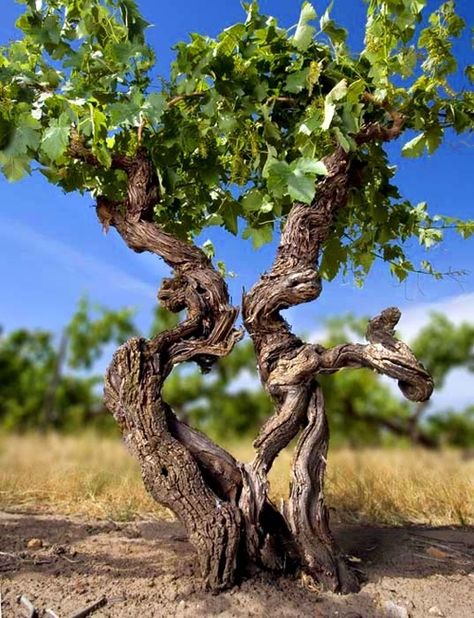 Vine love Grape Vine Plant, Grape Vine Trellis, Wine Vine, Grape Trellis, Weird Trees, Vine Trellis, Glass Half Full, Wine Vineyards, Wine Photography