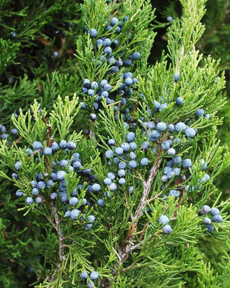 Spices To Grow, Native American Herbs, Juniperus Virginiana, Michigan Garden, Michigan Gardening, Companion Planting Vegetables, Small House Garden, Herb Containers, Container Vegetables