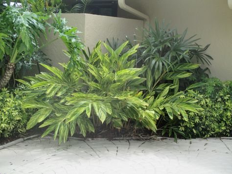 Verigated Plant, Yard Corner Landscaping, Front Yard Corner Landscaping, Corner Landscaping Ideas Front Yard, Backyard Corner Landscaping Ideas, Corner Landscaping Ideas, Variegated Ginger, Backyard Corner, Rhapis Excelsa