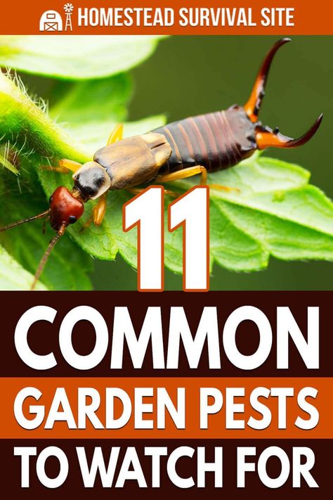 Lawn Pests, Organic Insecticide, Organic Pesticide, Garden Bugs, Garden Insects, Natural Pest Control, Garden Pest Control, Strawberry Plants, Backyard Farming