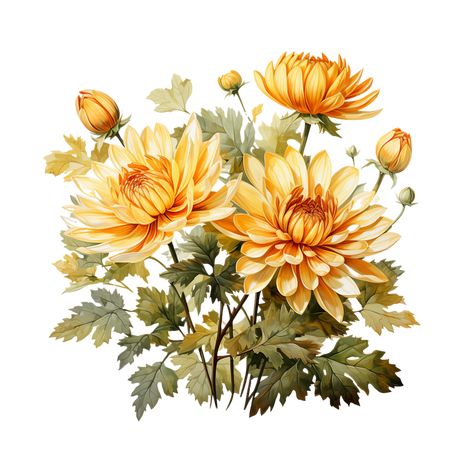 Chrisantemum Flower Painting, Chrysanthemum Watercolor Painting, Crisanthiums Flower, Crysantenum Flower, Chrysanthemum Flower Drawing, Painted Chrysanthemum, Chrysanthemum Illustration, Flowers Lockscreen, Watercolor Chrysanthemum