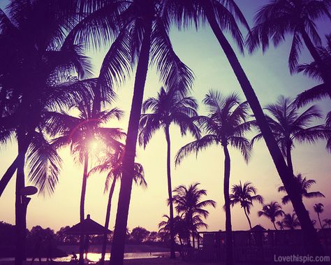 Palm Trees At Sunset Pictures, Photos, and Images for Facebook ... Tumblr Girly Aesthetic 2013, Summer Tumblr, 2010s Aesthetic, Wow Photo, 2010s Nostalgia, Pink Tumblr Aesthetic, Naha, Jolie Photo, Summer 2014