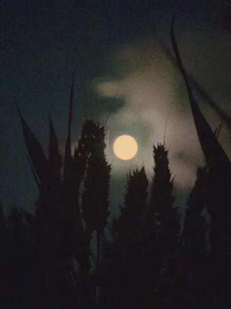 Cornfield At Night, Scary Cornfield, Cornfield Aesthetic, Guitar Photoshoot, John Barleycorn, Corn Moon, Mountains At Night, Pumpkin Moon, Children Of The Corn