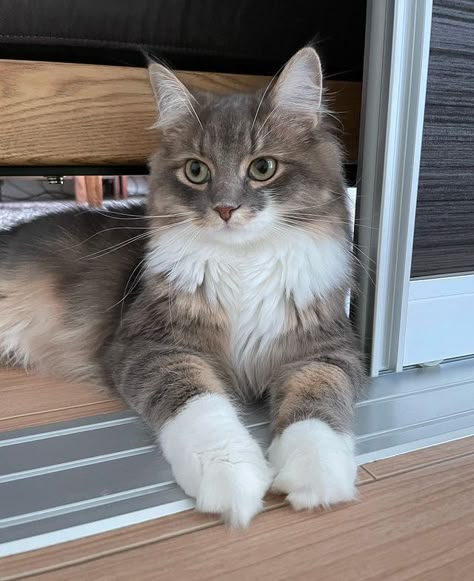 Tabby Norwegian Forest Cat, Norwegian Cat, Norwegian Forest, Forest Cat, Silly Cats Pictures, Norwegian Forest Cat, Cats Breeds, September 8, Fluffy Animals