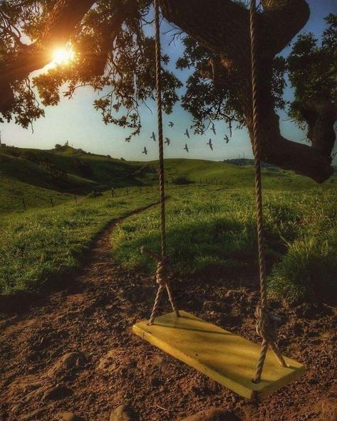 Trees With Swings, Swings Aesthetic, Nature Trail Design, Grass Animation, Serenity Aesthetic, Chloe Core, Rope Tree, Tree Swings, Backyard Swings