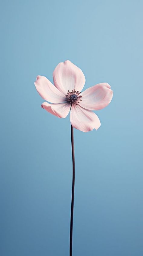 Beautiful little flower blossom petal plant.  | premium image by rawpixel.com / audi Flower Wallpapers For Iphone, Flor Iphone Wallpaper, Iphone Wallpaper Pink, Vibrant Backgrounds, Iphone Display, Pink Cosmos, Hd Flower Wallpaper, Pink And White Background, Iphone Wallpaper Lights