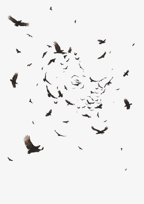 Seagulls Tattoo, Flying Photography, Crow Flying, Photoshop Digital Background, Crow Tattoo, Crow Bird, Ad Of The World, Raven Tattoo, Buzzard