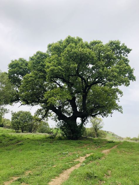 Elm Tree Aesthetic, Tree Reference Photography, Cool Trees, Tree Reference, Trees Images, Tree Pictures, Tree Watercolor Painting, Hillside Garden, Elm Tree