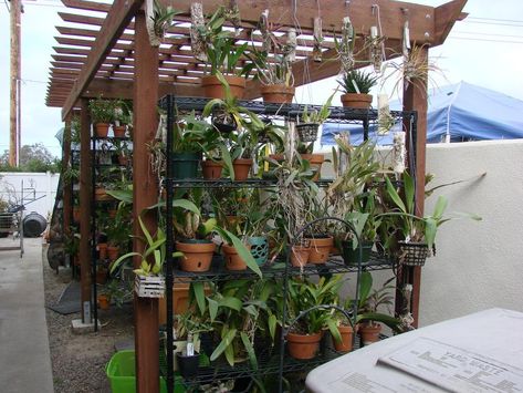 Orchid Shade House Ideas, Outdoor Orchid Display Ideas, Orchid House Ideas, Taman Mini, Orchid Nursery, Orchid House, Courtyard Gardens, Shade House, Tropical Garden Design