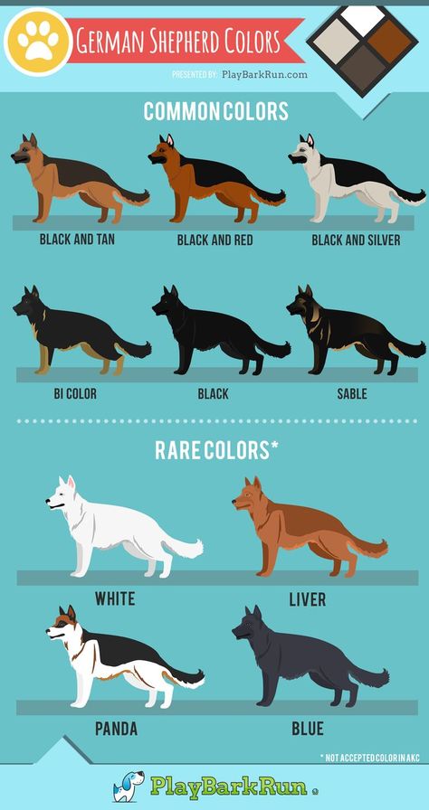 German shepherds come in all varieties of beautiful colors and lengths. Grooming and Care also play a big part in their coat health. Learn about all the colors, AKC breed standards, and coat care. #germanshepherd #grooming #dogs Samoyed German Shepherd, Big German Shepherd, German Shepherd Colors, Ras Anjing, German Shepherd Names, Grooming Dogs, German Dog Breeds, All Dog Breeds, German Shepherd Breeds