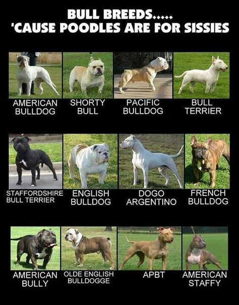 Bullies Rock Terriers Breeds, Different Breeds Of Dogs, Dog Chart, Bully Breeds Dogs, Breeds Of Dogs, Bulldog Breeds, Psy I Szczenięta, Dog List, Bully Dog