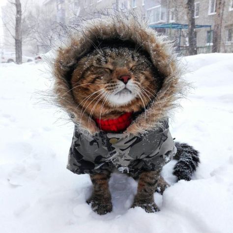 Stay warm out there - Imgur Cat In The Snow, Russian Cat, National Cat Day, Cat Pose, Pet Day, Cold Outside, Cute Creatures, It's Cold, Cats Meow