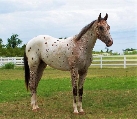 Peacock spots Peacock Appaloosa, Aka Tattoo, Knabstrupper Horse, Horses Appaloosa, Unusual Horse, Leopard Appaloosa, 3 Horses, Cai Sălbatici, Horse Colors