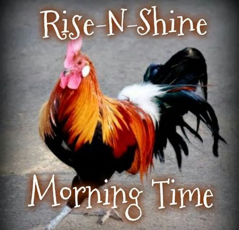 Kinds Of Chickens, Good Morning Good Day, Good Morning Blessings, Morning Sunshine Quotes, Good Morning Funny Pictures, Funny Good Morning, Good Morning Sunshine Quotes, Sunshine Quotes, Good Morning God Quotes