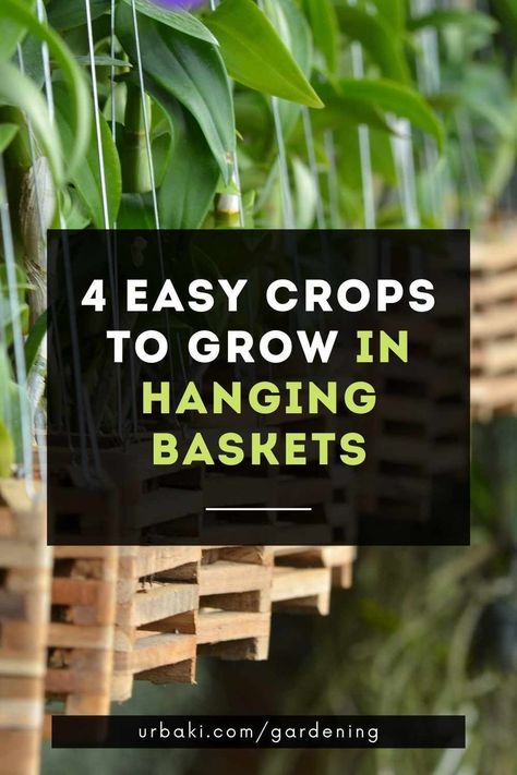 Space-saving fruits and vegetables have become so popular that a cottage industry has sprung up around planting solutions for small gardens.An easy way to plant in a small space is to grow vegetables for hanging baskets.Hanging vegetable plants, such as dwarf tomato and pea varieties, allow the space-constrained green gardener the ability to grow their own organic produce. Vegetable Hanging Baskets, Hanging Vegetable Garden Ideas, Hanging Basket Vegetables, Vegetables In Hanging Baskets, Garden On Fence, Vegetable Small Garden, Vertical Garden Wall Outdoors, Tomato Hanging Basket, Hanging Vegetables