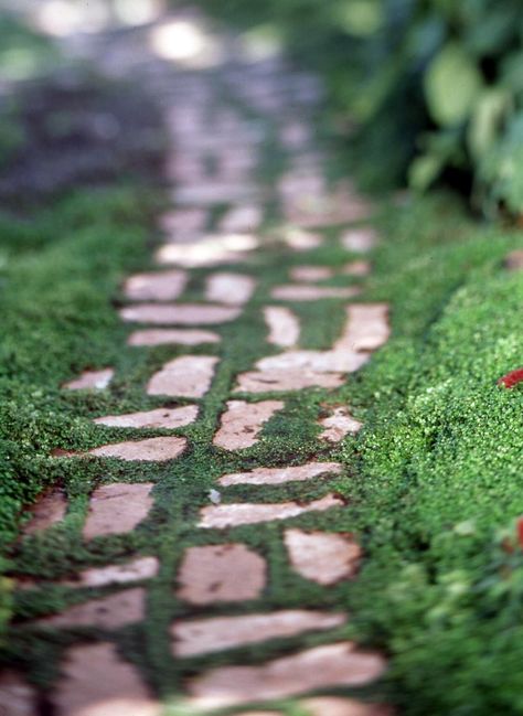 Corsican Mint, Front Door Landscaping, Sidewalk Landscaping, Front Yard Walkway, Mosaic Walkway, Gravel Walkway, Stepping Stone Walkways, Lawn Alternatives, Brick Path