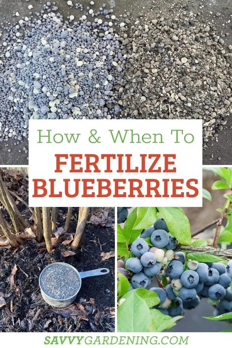 Blueberries are among the easiest fruits for home gardeners to grow. They have few pests, don’t take up much room, and produce berries for many years. Blueberry plants are extremely cold hardy, and their care routine is not complicated. This article will give gardening tips on the best products to fertilize blueberries, the proper time to apply blueberry fertilizer, and how much of it to use. Blueberry Fertilizer, Blueberry Gardening, Blueberry Bush, Gemüseanbau In Kübeln, Growing Blueberries, Berry Garden, Blueberry Plant, Growing Fruit Trees, Acid Loving Plants