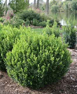 Sprinter Boxwood, American Boxwood, Boxwood Landscaping, Shrubs For Landscaping, Kitchen Gardening, Evergreen Bush, Box Wood Shrub, Boxwood Plant, Broadleaf Evergreen